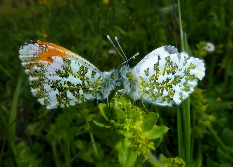 il balletto dell''Aurora